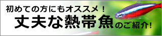 初めての方にもオススメ!丈夫な熱帯魚のご紹介!