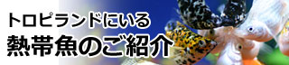 トロピランドにいる熱帯魚のご紹介