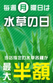 毎週月曜日は水草の日！当店指定の水草が最大半額！！