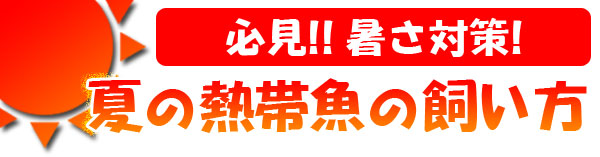 必見!!暑さ対策！夏の熱帯魚の飼い方